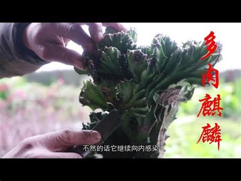 麒麟仙人掌|麒麟掌